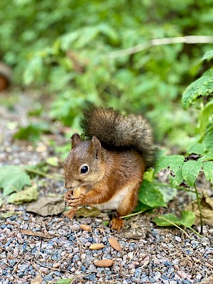 Urlaub in Helsinki - Seurasaari Eichhörnchen