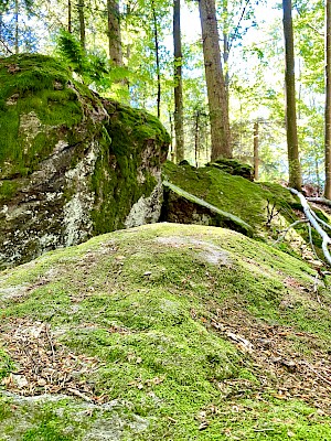 Nationalpark Bayerischer Wald 50 Jahre