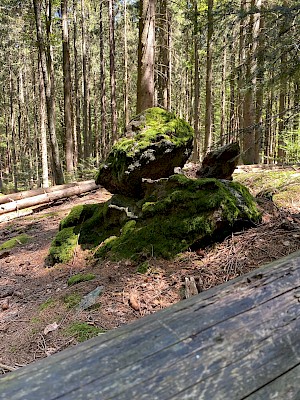 Nationalpark Bayerischer Wald Natur