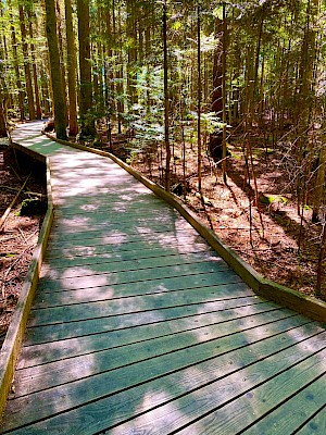 Nationalpark Bayerischer Wald Pfad