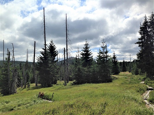 Nationalpark Bayerischer Wald