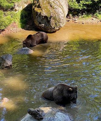 Tiergehege Nationalpark Bayerischer Wald Bären