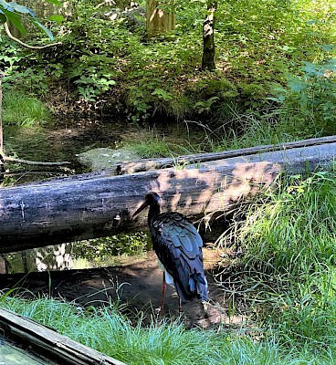 Tiergehege Nationalpark Bayerischer Wald Vögel