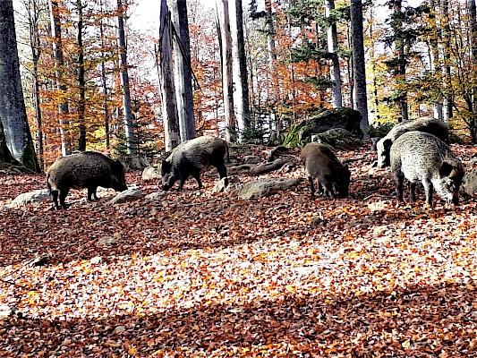 Nationalpark Bayerischer Wald Tierfreigelände Wildschweine