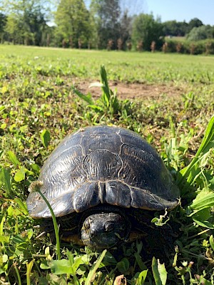 B&B Sovenigo Schildkröte