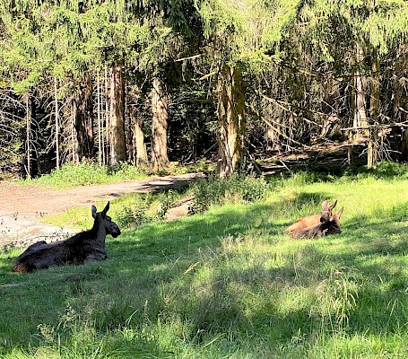 Elche Tierfreigelände Neuschönau