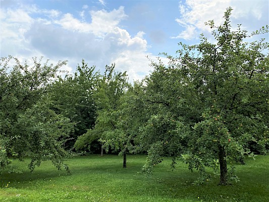 Feng Shui Kurpark Lalling Streuobstwiese