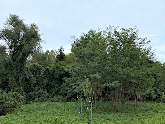 Balasai Park Urwald wie auf Hawaii