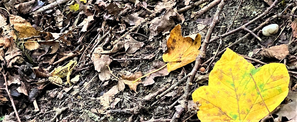 Balasai Park Frosch