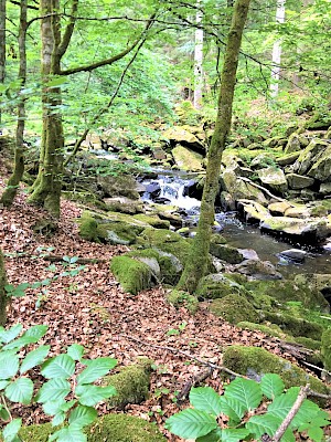 Buchberger Leite Reschbach bei Bierhuette