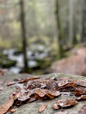 Saussbachklamm Herbst