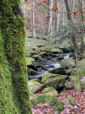 Saussbachklamm Naturliebhaber