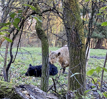Burgwald Lehrpfad Diessen Galloway Rinder