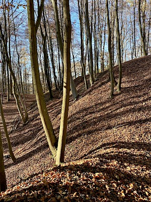 Burgwald Lehrpfad Diessen Waldwege