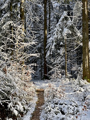 Rundwanderweg Heuschrecke Winter