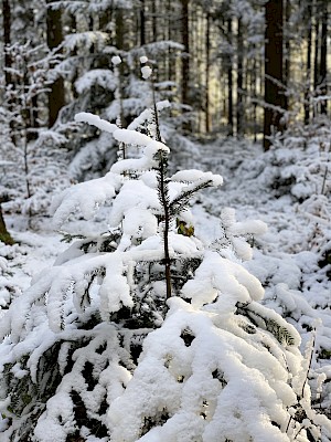 Rundwanderweg Heuschrecke