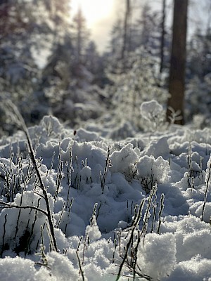 Rundwanderweg Heuschrecke