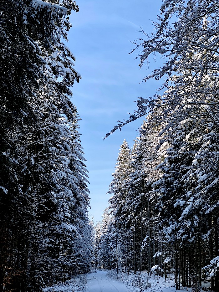 Bayerischer Wald im Winter