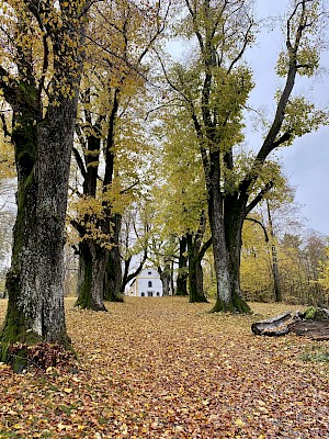 Lindenallee zur Karolikapelle