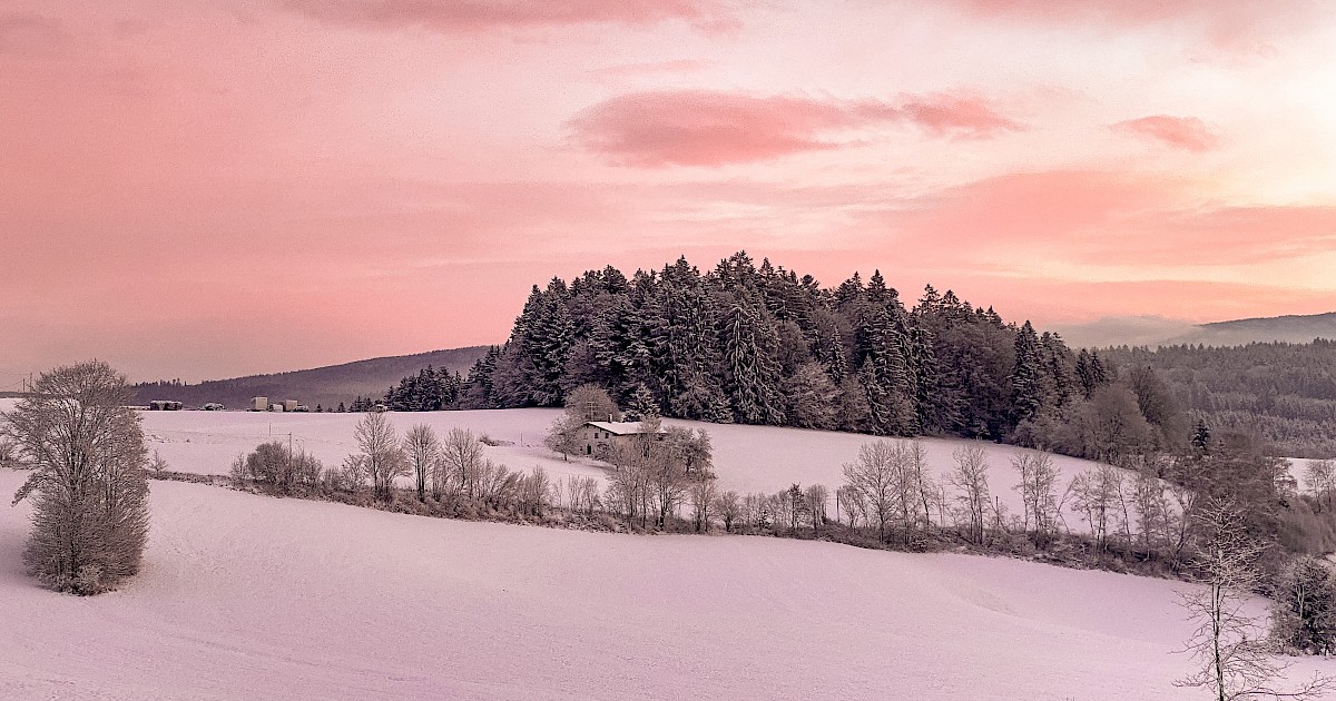  Der Bayerische Wald  ist vollkommen berlaufen Oder 