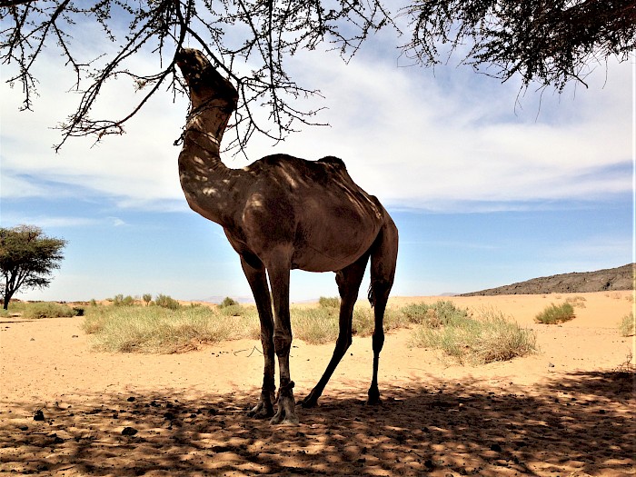 Kameltrekking Wüste Sinai