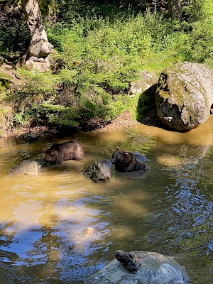 Bären Tierfreigelände Neuschönau
