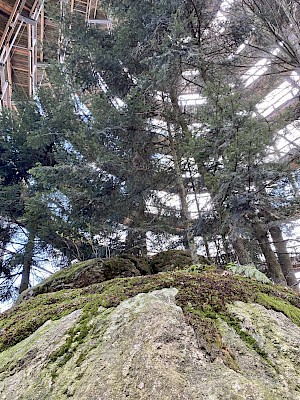 Baumei von innen im Nationalpark Bayerischer Wald