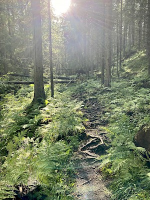 Huutavanholma