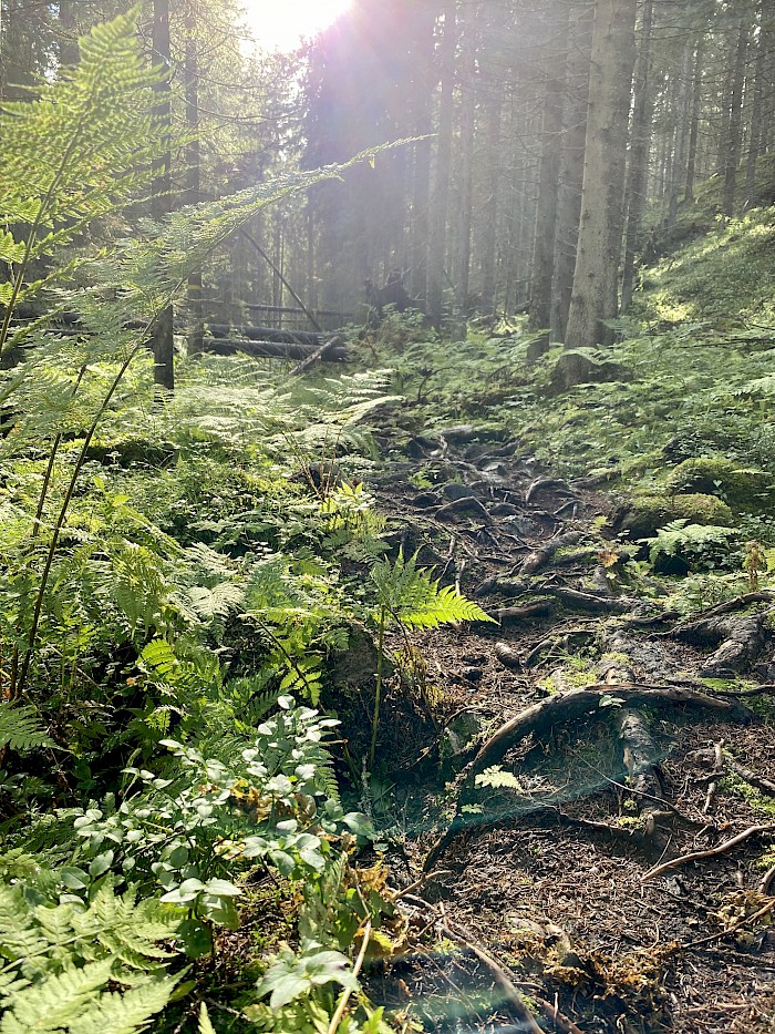 Huutavanholma Naturschutzgebiet - Wandern in Finnland