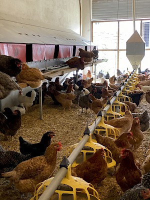 Direktvermarkter in Bayern Hühner auf dem Kini-Hof Freyung