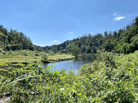 Ilztalwanderweg Kalteneck Richtung Fischhaus